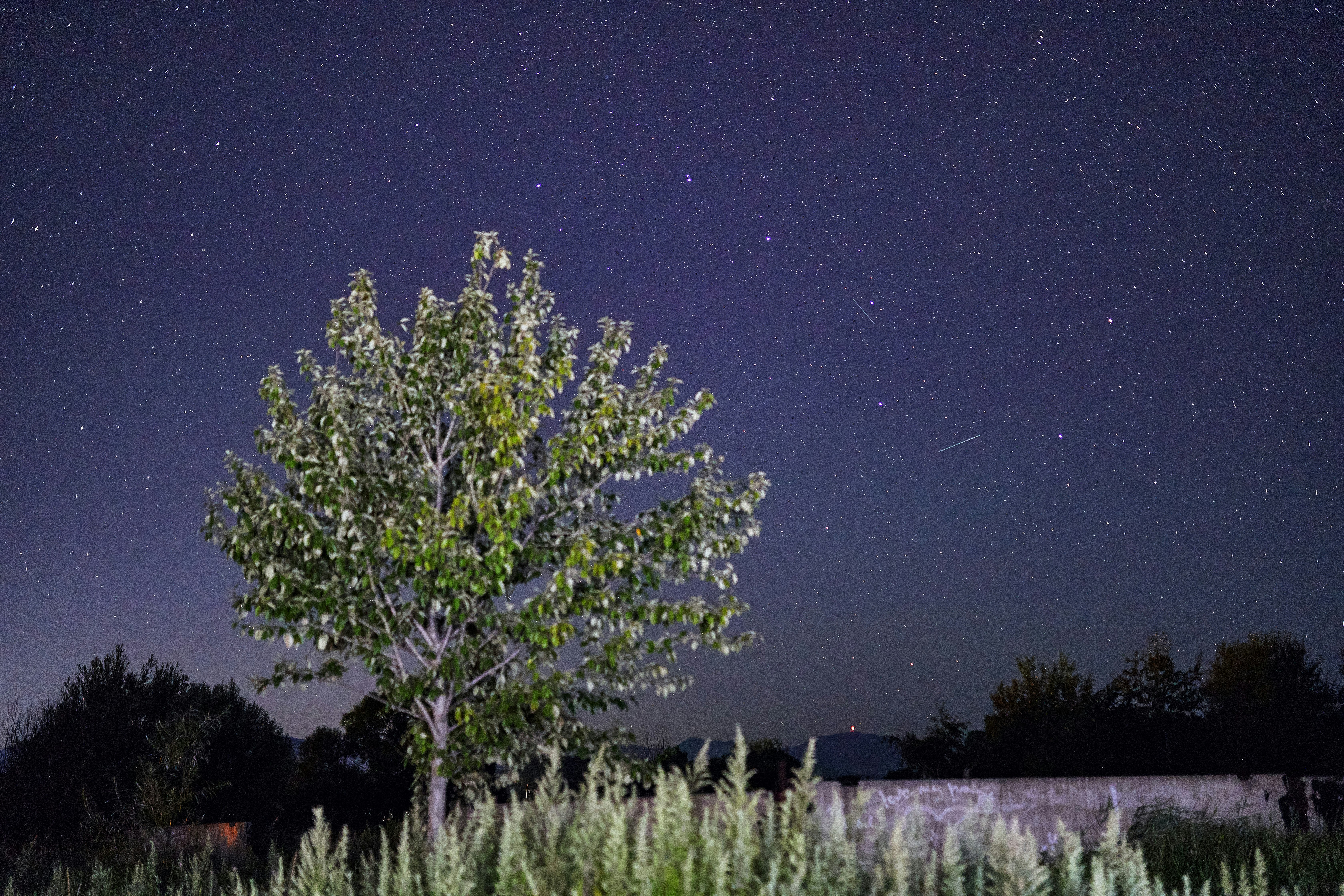 green tree under blue sky during night time